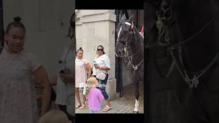 Horse nibbles on their heads royalhorseguard [upl. by Cristionna]