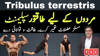 Gokhru Ke Fayde  Pakhra  Tribulus Terrestris for muscles  Tribulus mother tincture  Urdu  HIndi [upl. by Eisserc]