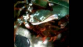 High speed video of a mantis shrimp striking a snail shell [upl. by Anileda]