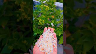 Parijat plant harsingaryoutubeshorts shortsviral garden plantlove gardening terracegardening [upl. by Snell]