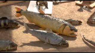 Taxidermia trabalha educação ambiental em Campo Grande [upl. by Alden]