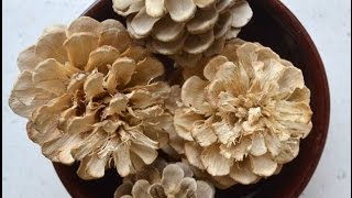 How to Bleach Pinecones Tutorial [upl. by Birgitta273]