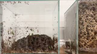 Leaf Cutter Ants  1 Month Timelapse  Atta Cephalotes  Second Fungus Garden 32 days [upl. by Rehtae925]