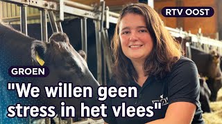 Romee 23 is Wagyuboerin koeien krijgen bier Bach en massage  RTV Oost [upl. by Garfield]