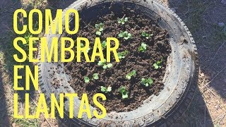 Como Sembrar Rabano En Llantas Recicladascultivo de rábanos  plantar rábanos [upl. by Kerad]