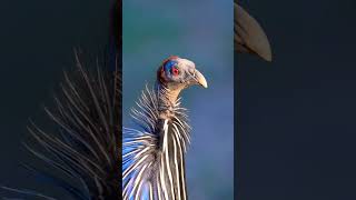 The vulturine guineafowl or Royal guineafowl bird birdsphotography guineafowl [upl. by Annaehs267]