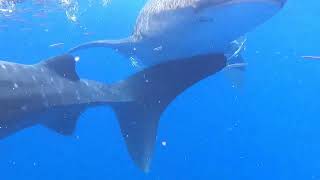 Whale sharks in Balesin [upl. by Cohleen249]