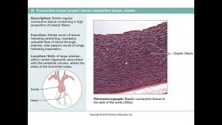 Chapter 4 Lecture D Types of Connective Tissue [upl. by Amimej864]