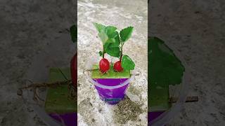 How to growing and planting cherry tree ।plant  fruit gardentips। [upl. by Nadbus300]