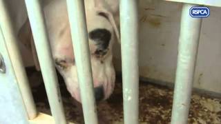 Man admitted keeping 173 dogs in appalling conditions sentenced [upl. by Aennyl]