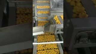 production lines conveyorbeltsforautomated fruit andvegetable equipmentCustom metalchain assembly [upl. by Dagnah]