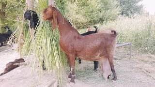 Worlds Biggest Goat Herd Nachi breed Complete Documentary [upl. by Anilra]