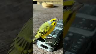 Yellowfronted Canary or Green Singing Finch  Serinus mozambicus tamemozambique [upl. by Dysart463]