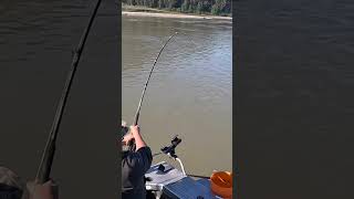 Sturgeon fishing the fraser river [upl. by Assirralc]