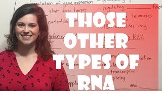 Regulatory RNAs miRNA siRNA snRNA lncRNA [upl. by Anertal]