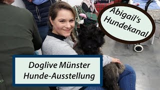 Doglive  Hundeausstellung  Messehaul  Hundekanal  Cairn Terrier [upl. by Amadeus]