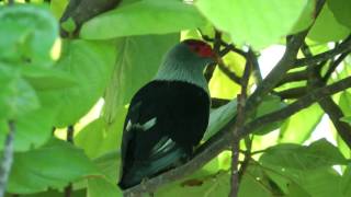 Seychelles Blue Pigeons Seychelles [upl. by Sivam]