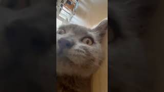 I LET THE PHONE TO MY KITTEN🤦‍♀️🤪🩶 cat kitten funny phone [upl. by Ahsam]