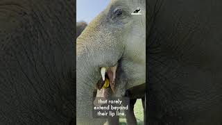 Things You Didnt Know About Elephants Part 2 [upl. by Waechter]