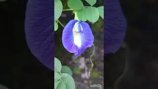 Plants shortvideo gardenplants [upl. by Enohsal690]