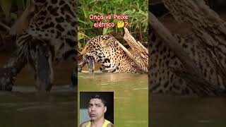 onça vs peixe elétrico onça comendo Enguia elétrica o quê isso [upl. by Onitsoga]