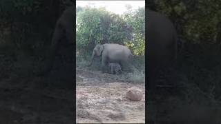 A Mother Elephant’s 🥰 Pure Protection and Care for Her Calf in Yala nature elephant shorts [upl. by Yardna]