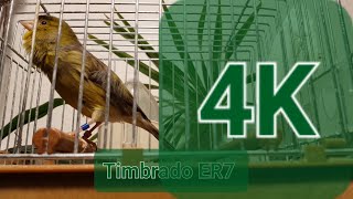 Timbrado Español Classico Original 1712  Part 1 4K Canary [upl. by Sandy507]