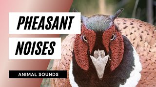 The animal Sounds How Pheasant Sounds  Sound Effect  Animation [upl. by Eletnahc855]