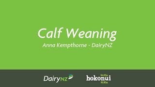 Calf Weaning  Anna Kempthorne DairyNZ [upl. by Jemma]