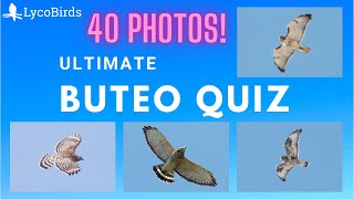 Ultimate Buteo Hawk ID Quiz  Eastern US [upl. by Brear]