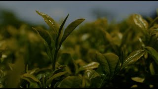 Camellia Sinensis  Lodyssée dune feuille [upl. by Plank974]