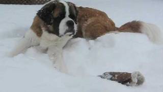 SaintBernard  2 Chiens 1 Kong [upl. by Gannon]