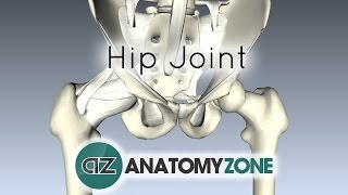 Hip Joint  3D Anatomy Tutorial [upl. by Dahc]