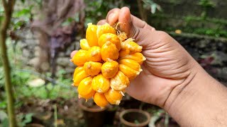 Wild jack fruit  Artocarpus hirsutus [upl. by Hillel]