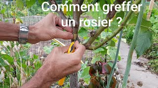 Comment greffer un rosier afin dobtenir plusieurs variétés sur un seul pied [upl. by Kerwinn660]