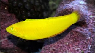 Pez labrido Coris amarillo Halichoeres chrysus uno de los más llamativos de color 😱 [upl. by Anirres]