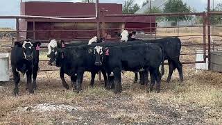 6 Head of Black and BWF Replacement Heifers 1030  Cattle for sale [upl. by Airyk]