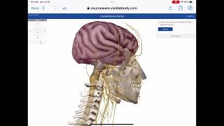 Cranial Nerve Demo [upl. by Einhorn]