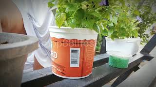 How Do I Clean Flower Plant Pots  Natural Homemade Flower Pot Cleaning [upl. by Einaffit]