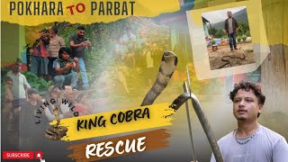 KING COBRA RESCUE OPERATION WITH DIVISION FOREST OFFICE  KASKI  LIVING WILD 🇳🇵 [upl. by Yssirhc]