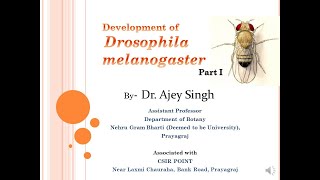 Development of Drosophila melanogaster Part 1  CSIR Lifesciences  GATE  ICMR [upl. by Mall]