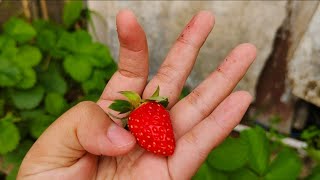 Baby Queen Pulang Kampung Langsung Panen Strawberry [upl. by Zennie]