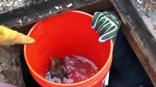 Ducklings rescued from storm drain by firefighters [upl. by Lhary]