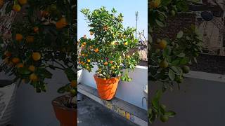 beautiful orange plant  orange tree  calamondin orange gardening [upl. by Neral73]