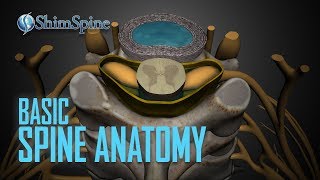 Basic Spine Anatomy [upl. by Lanti]