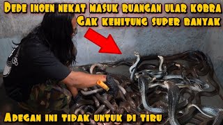 DEDE INOEN MASUK RUANGAN YANG DI HUNI RATUSAN ULAR KOBRA HITAM [upl. by Dnalel]