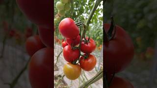 Tomates grappe tomate cover musician love biougra farming benmouloud agriculture adouz [upl. by Naej]