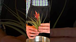 Plant Highlight Tillandsia [upl. by Neelat]