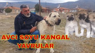 KURTÇU BOZ KANGAL AVCI İLE ELMASIN EFSANE YAVRULARI BİR MAŞALLAHINIZI ALIRIZ😉 [upl. by Riggins60]