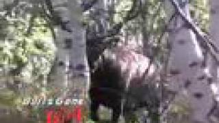 MossBack Giant Utah Elk  Bulls Gone Wild 2 Trailer [upl. by Thetis]